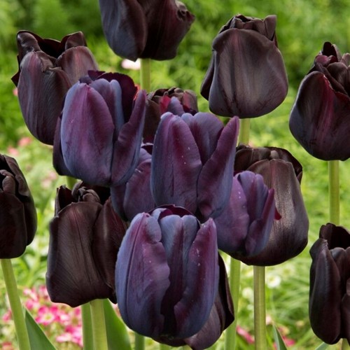 Tulipa 'Paul Scherer' - Tulp 'Paul Scherer' 